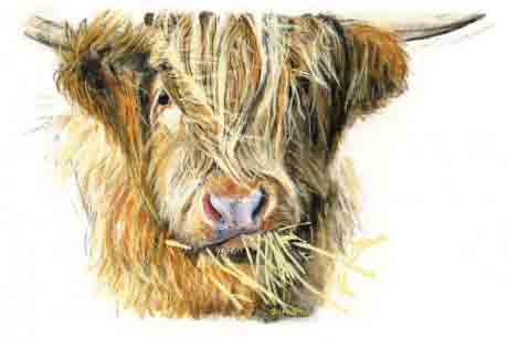 Jo McGrath Highland Cow